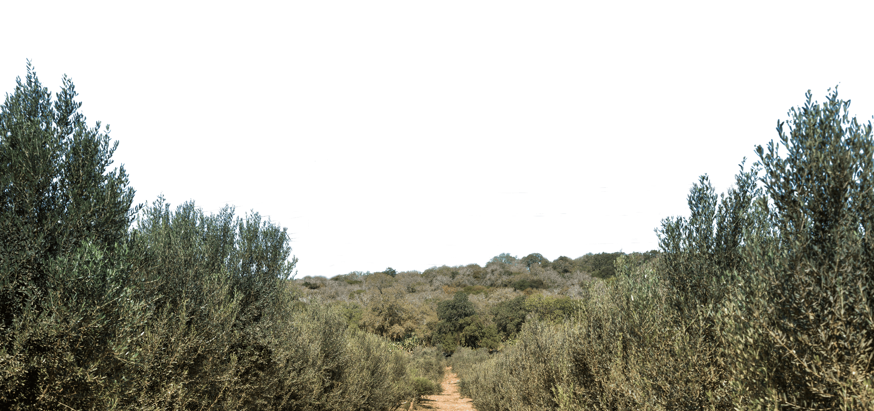Olive field