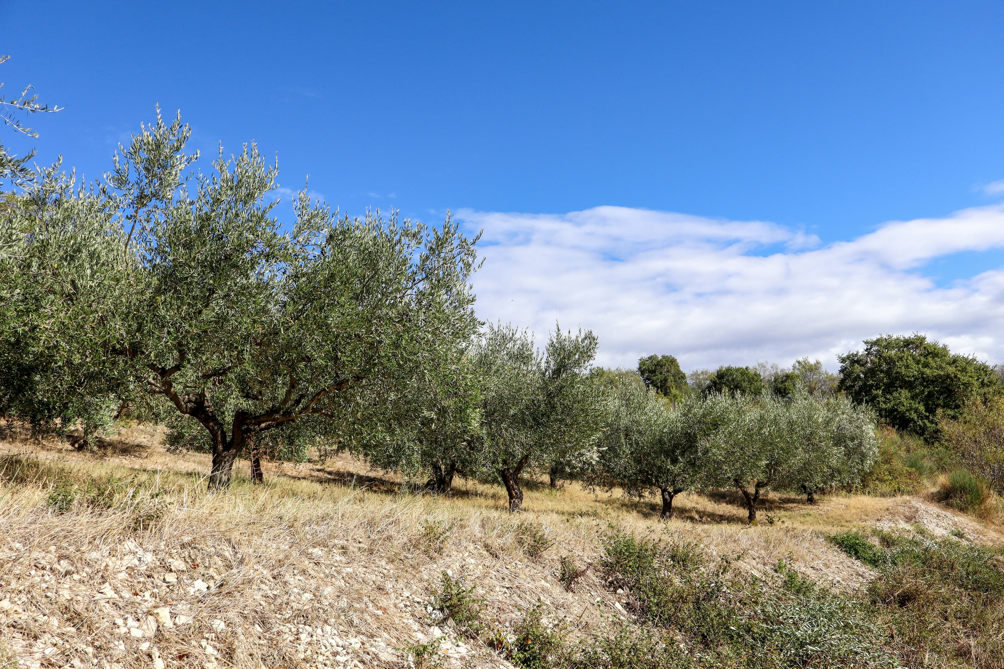 Carbon credits in agriculture