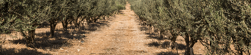 Field of olive trees