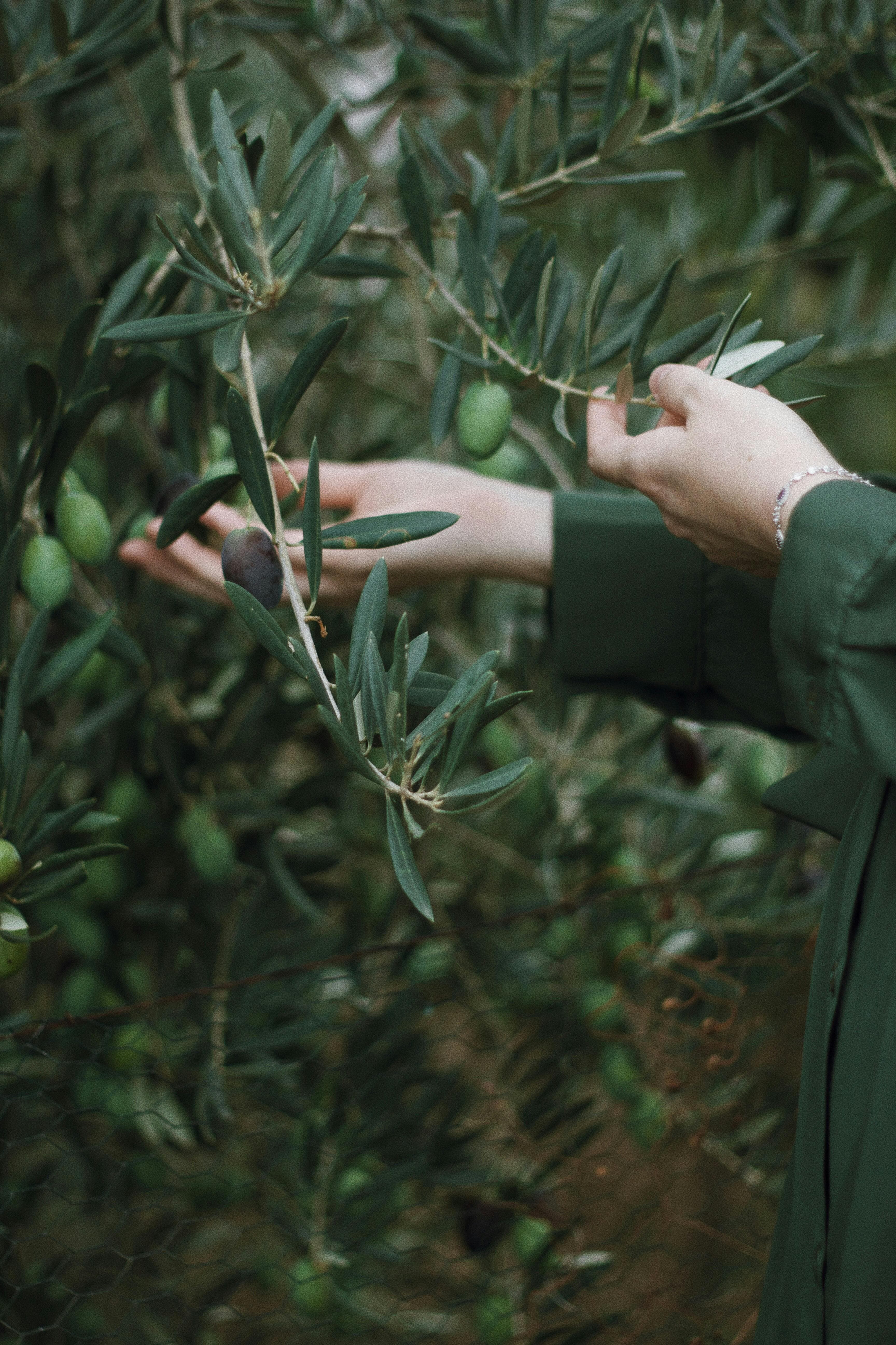 Harvest of olives