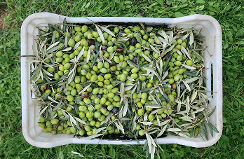 Hands touching an olive tree leaf