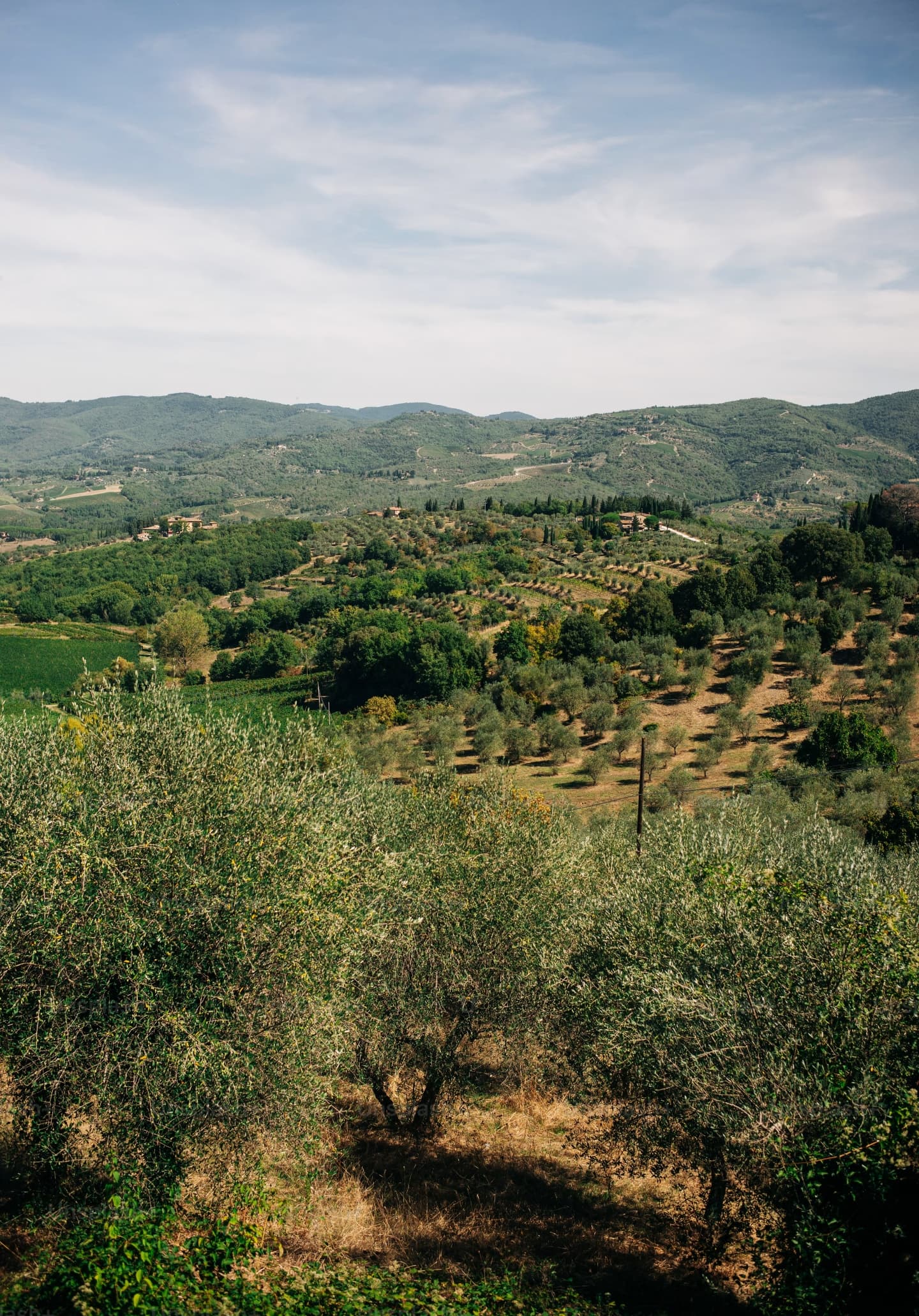 Trees field