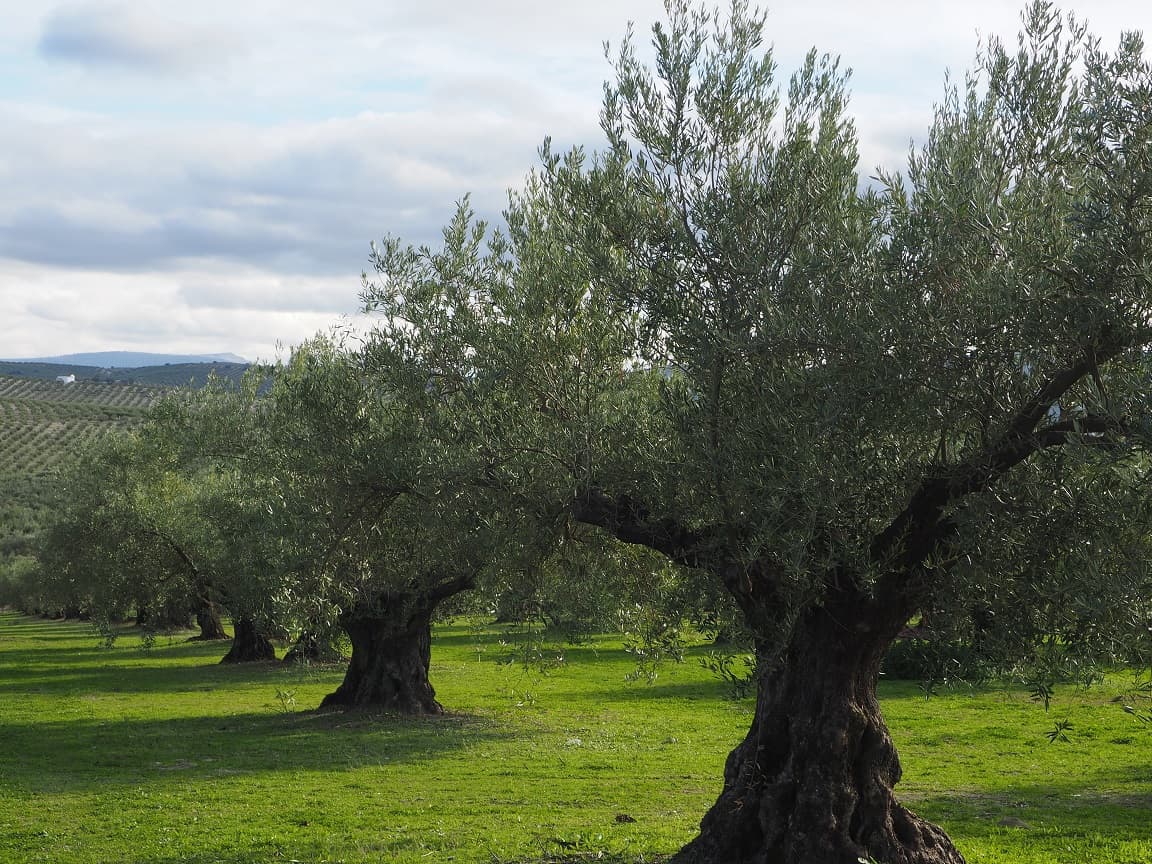 Agroecology Italy
