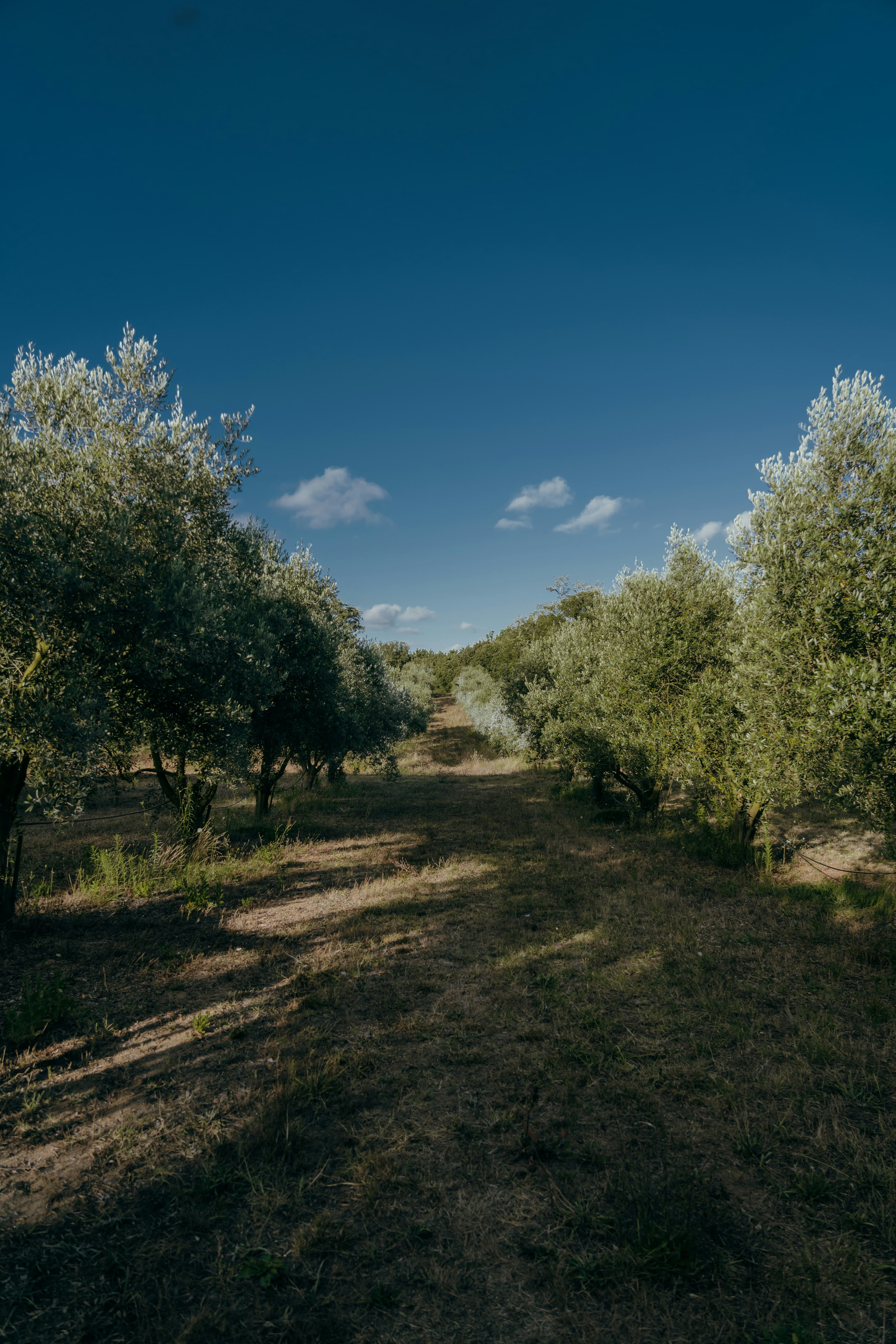 Olive field