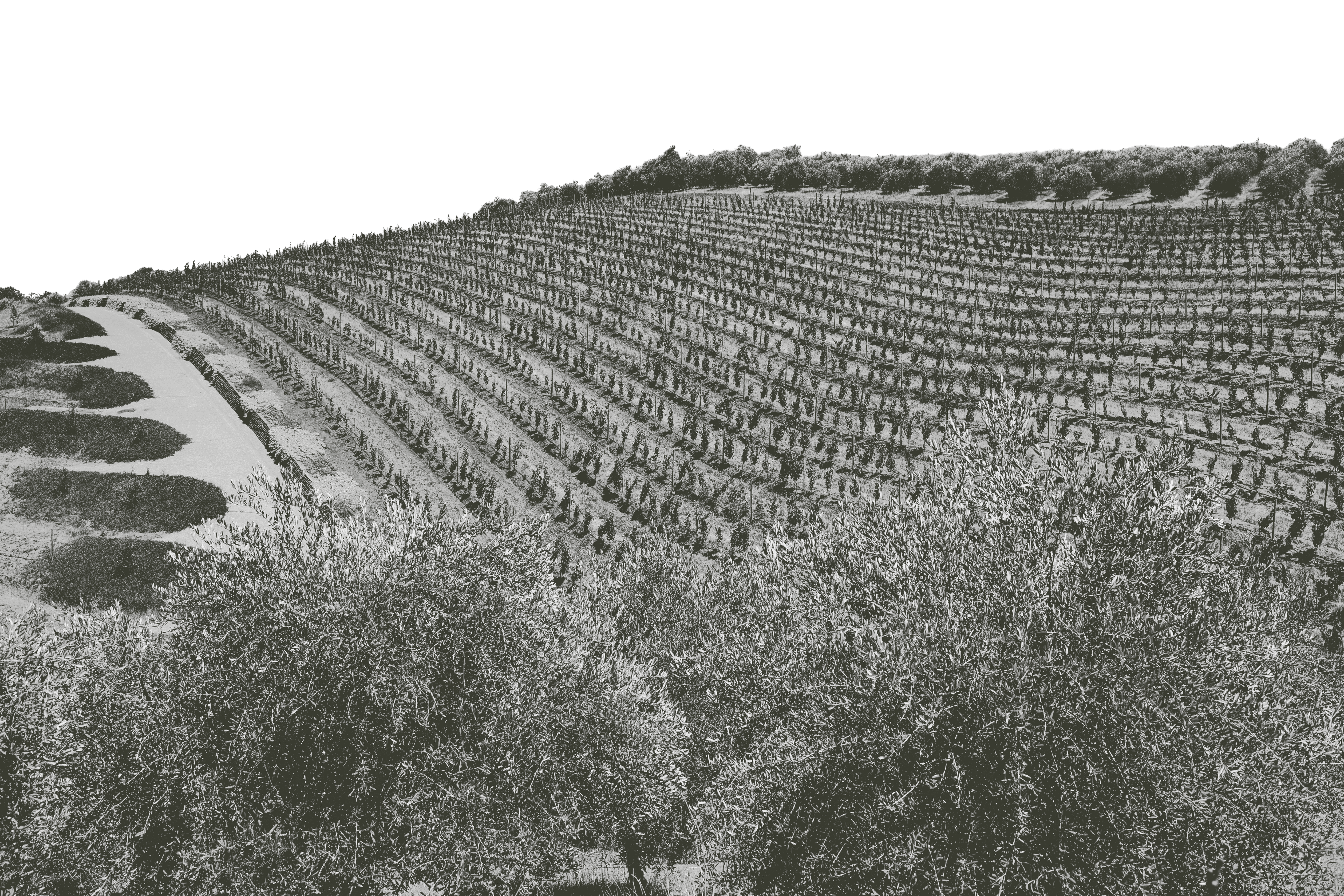 Olive field