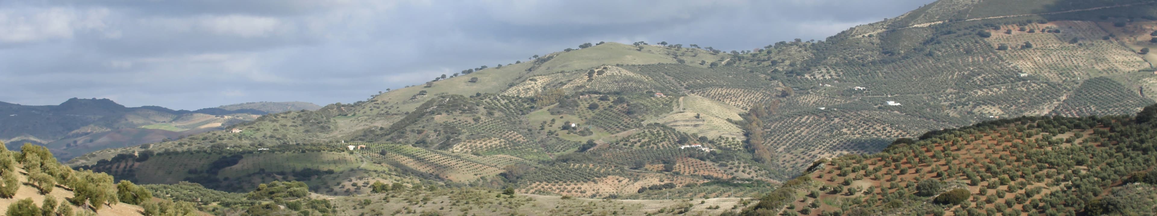 Panoramic view of an olive field