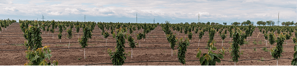 Plantation of cherry trees with the sky in the background