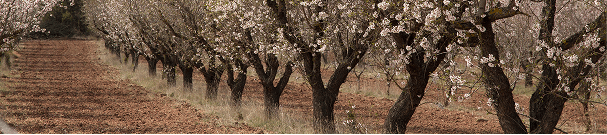 Plantation of cherry trees