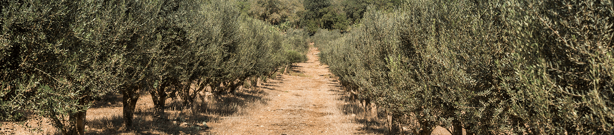 Trees field