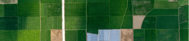 Plantation of cherry trees from the sky